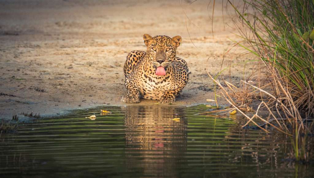 Leopards in Sri Lanka