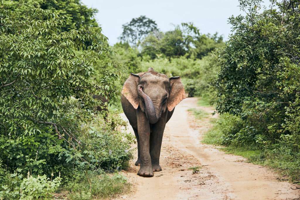 All you need to know about Sri Lankan Elephants