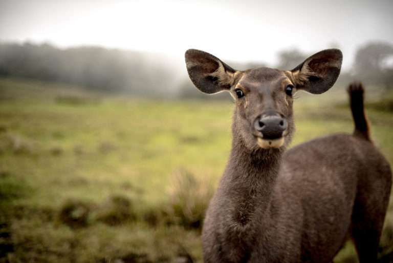 Horton Plains National Park