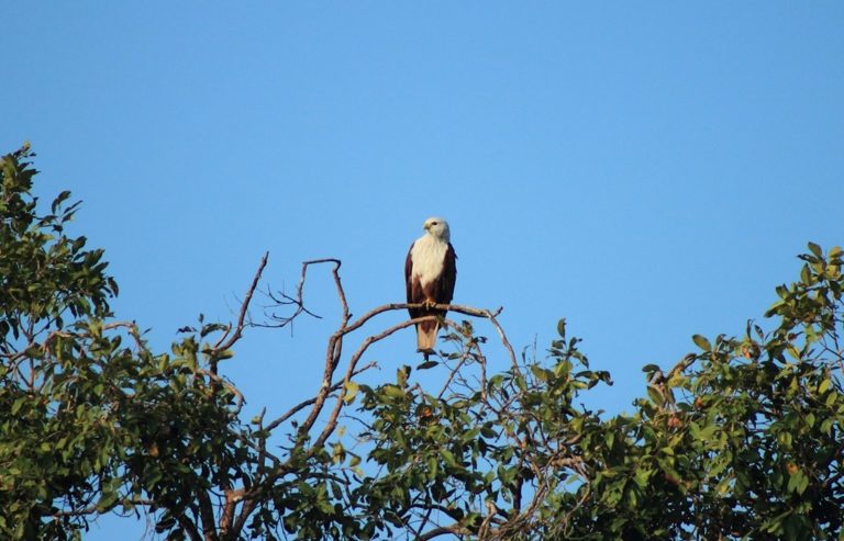 Muthurajawela, Biodiverse Wetland Sanctuary,