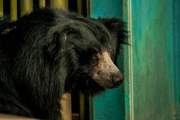 Sri Lankan Sloth Bear