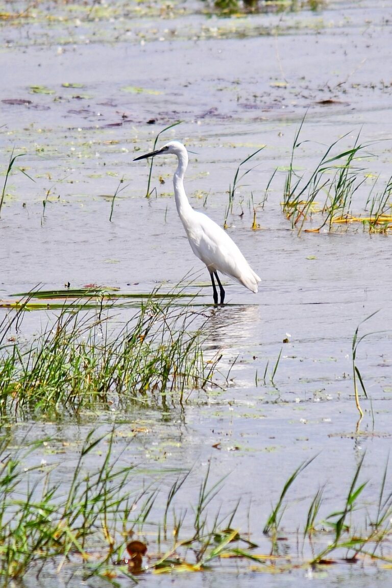 Exploring Kumana Bird Sanctuary