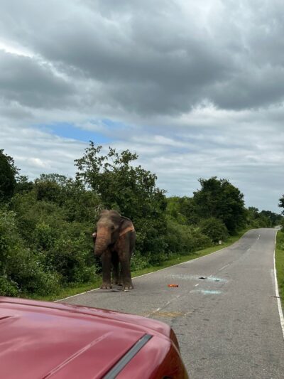 Buttala Elephants