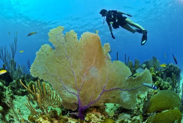 Diving Sri Lanka