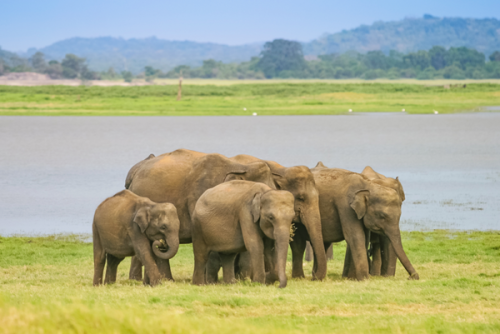 ELEPHANTS MINNERIYA