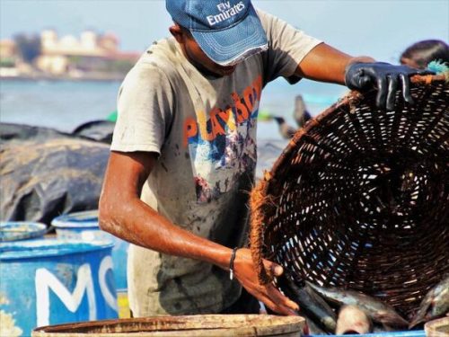 Fish Market negombo