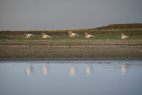 Greater Flamingo 2