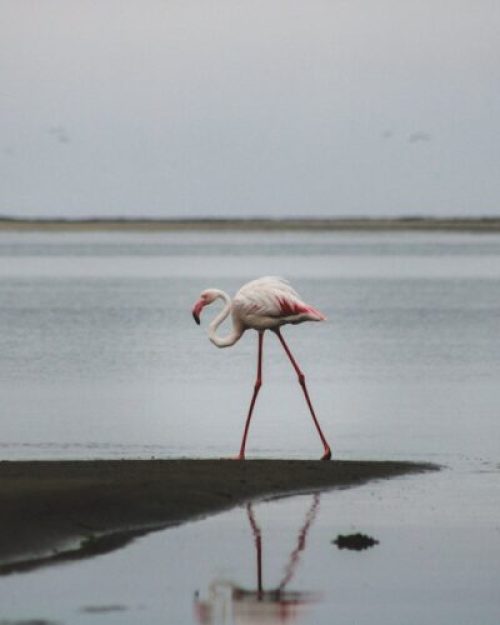 Greater Flemingo's in Sri Lanka