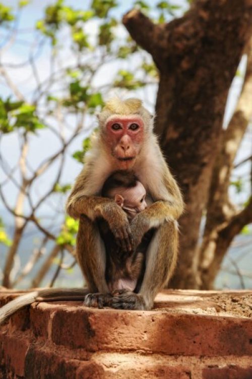 Toque Macaque