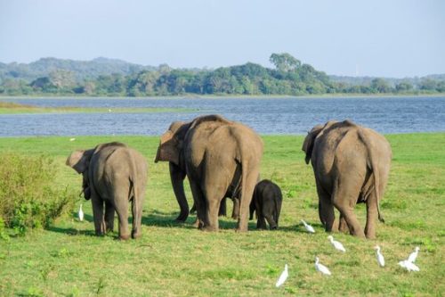 elephants