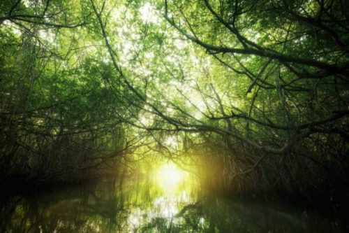 Surreal beauty of jungle landscape with tropical river and mangrove rain forest lit by sun. Sri Lanka nature and travel destinations