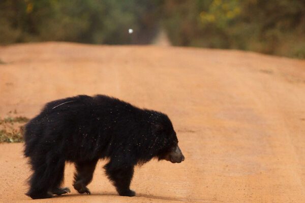 sloth bear