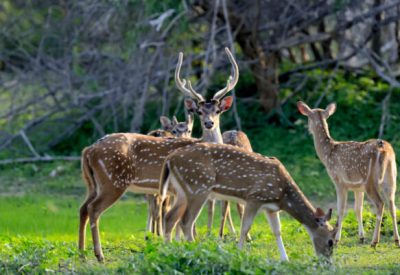 Wild Spotted deer in Yala National park, Sri Lanka